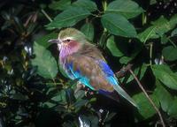 Coracias caudatus - Lilac-breasted Roller