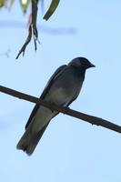 Coracina novaehollandiae - Black-faced Cuckooshrike