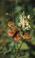 Image of: Boloria