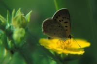 Image of: Lycaena dorcas (dorcas copper)