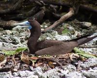 Sula leucogaster - Brown Booby