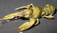 Image of: Orconectes luteus