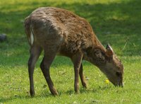 Axis porcinus - Hog Deer