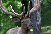 Cervus elaphus canadensis - Wapiti