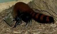 Galidia elegans - Ring-tailed Mongoose