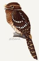 Image of: Batrachostomus stellatus (Gould's frogmouth)