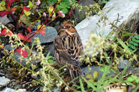 Image of: Emberiza pusilla (little bunting)