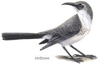 Image of: Nesomimus macdonaldi (hood mockingbird)