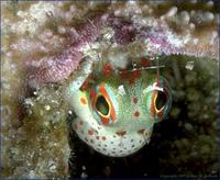 Image of: Blenniidae (blennies, combtooth blennies, and scaleless blennies)