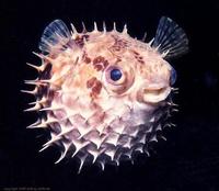 Image of: Cyclichthys orbicularis (round burrfish)