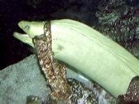 Image of: Gymnothorax funebris (green moray)