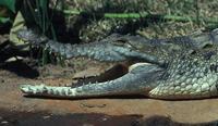 Image of: Crocodylus intermedius (Orinoco crocodile)