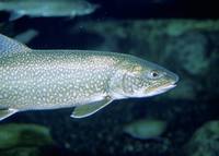 Salvelinus namaycush - Great Lake Trout