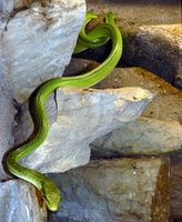 Gonyosoma oxycephalum - Red-tailed Green Ratsnake