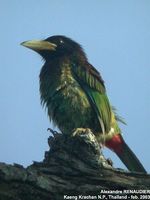 Great Barbet - Megalaima virens