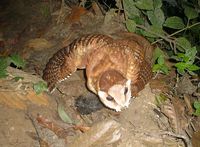 Oriental Bay Owl - Phodilus badius