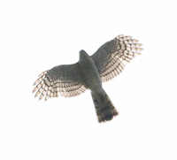 Japanese Sparrowhawk - Accipiter gularis