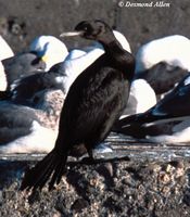 Pelagic Cormorant - Phalacrocorax pelagicus