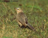 Large Grey Babbler - Turdoides malcolmi