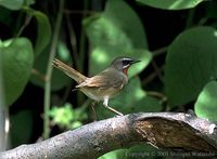 Siberian Rubythroat - Luscinia calliope