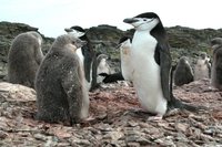 Chinstrap Penguin - Pygoscelis antarctica