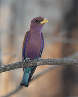 Broad-billed Roller (Eurystomus glaucurus) photo