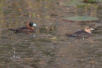 Masked Duck - Nomonyx dominica