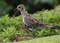 Pacific Golden-Plover - Pluvialis fulva