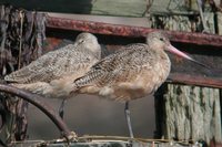 Marbled Godwit - Limosa fedoa