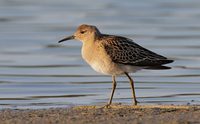 Ruff (Philomachus pugnax) photo