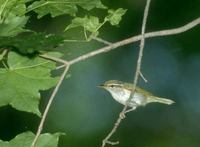 Eastern Crowned Warbler (Phylloscopus coronatus) photo