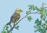 Yellowhammer (Emberiza citrinella) photo