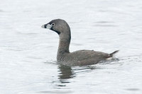 Pied-billed Grebe (Podilymbus podiceps)