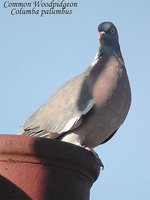 Common Wood-Pigeon - Columba palumbus