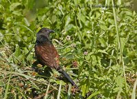 Philippine Coucal - Centropus viridis
