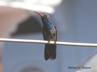 Broad-billed Hummingbird - Cynanthus latirostris