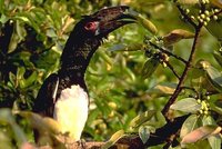 Trumpeter Hornbill - Ceratogymna bucinator