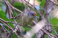 Spot-breasted Antvireo - Dysithamnus stictothorax