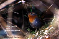 Chucao Tapaculo - Scelorchilus rubecula