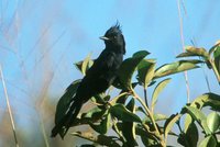 Crested Black-Tyrant - Knipolegus lophotes