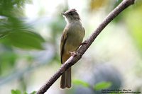 Puff-throated Bulbul - Alophoixus pallidus