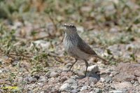 Rock Wren - Salpinctes obsoletus