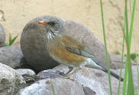 Rufous-backed Robin - Turdus rufopalliatus