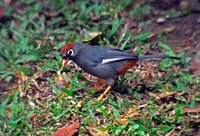 Chestnut-capped Laughingthrush - Garrulax mitratus