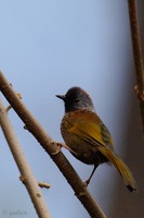 Chestnut-crowned Laughingthrush - Garrulax erythrocephalus