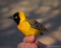 Lesser Masked-Weaver - Ploceus intermedius