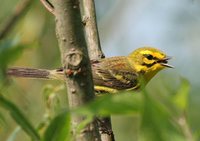 Prairie Warbler - Dendroica discolor