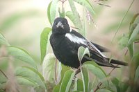 Bobolink - Dolichonyx oryzivorus