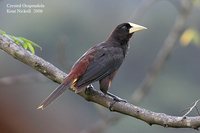 Crested Oropendola - Psarocolius decumanus