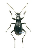 줄딱정벌레 - Leptocarabus ssp.